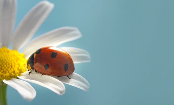ladybug on flower - are lady bugs good for house plants?