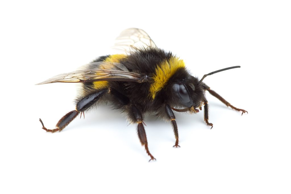 Crawling bumblebee isolated on the white background