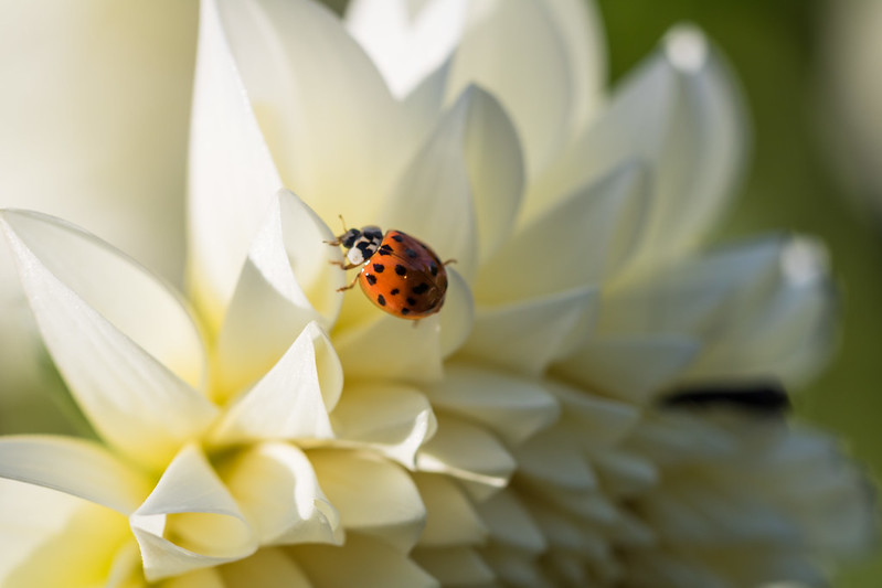 Ladybugs Keep Plants Healthy