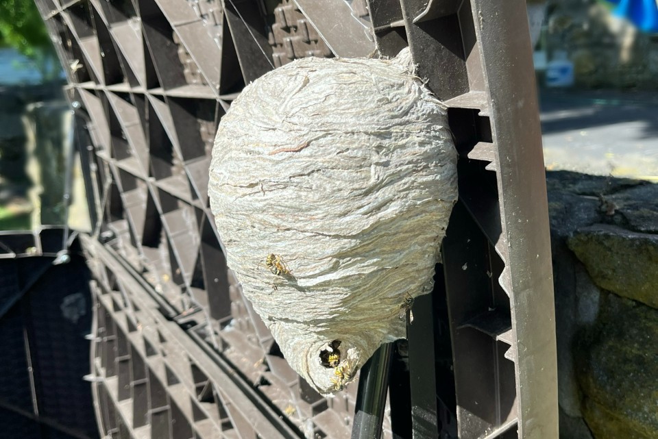 Yellowjacket nest inside a poolside bench