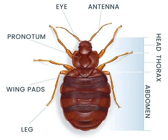 Bed Bug Anatomy Diagram