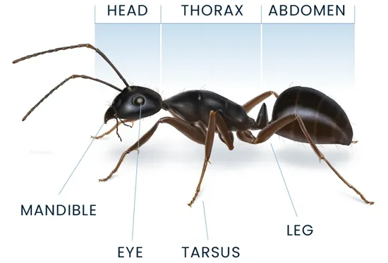 Ant Anatomy Diagram