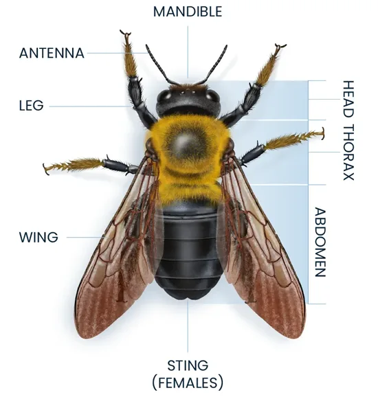 Carpenter Bee Anatomy Diagram