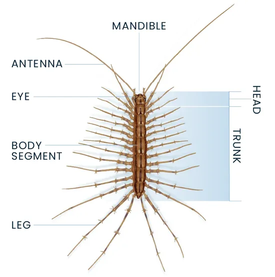 Centipede Anatomy Diagram