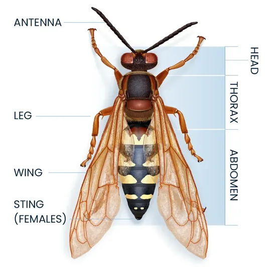 Cicada Killer Anatomy Diagram