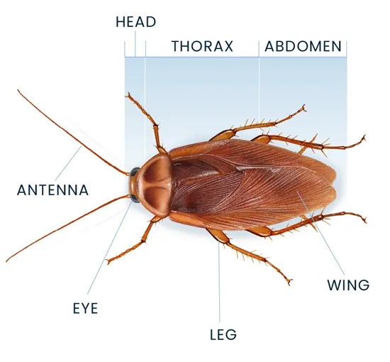 Cockroach Anatomy Diagram