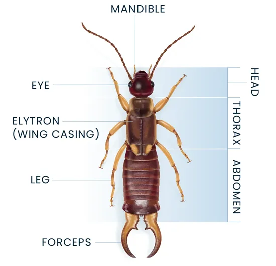 Earwig Anatomy Diagram