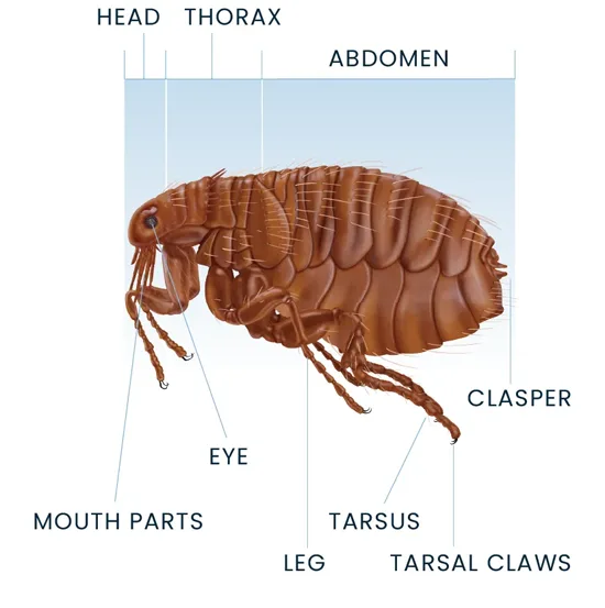 Flea Anatomy Diagram