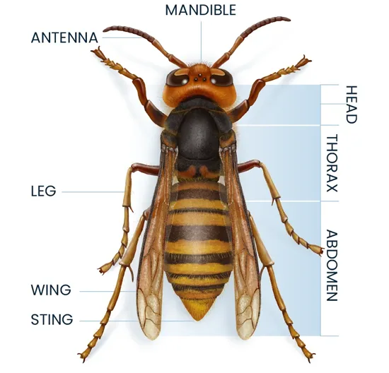 Hornet Anatomy Diagram