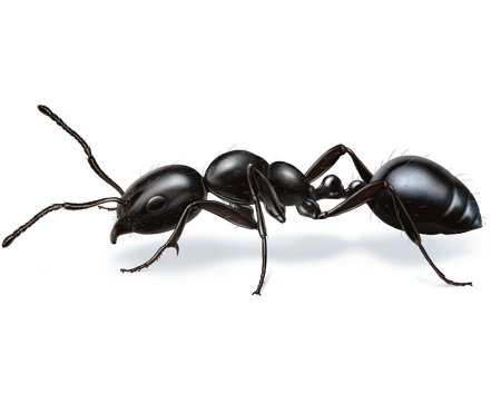 Little Black Ant