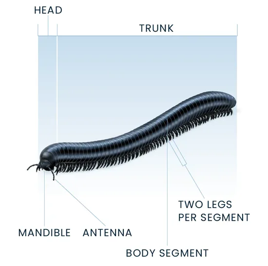 Millipede Anatomy Diagram
