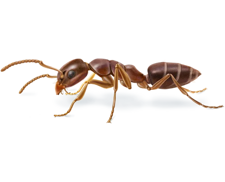Odorous House Ant