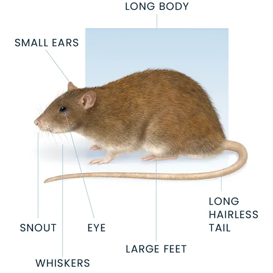 Rat Anatomy Diagram