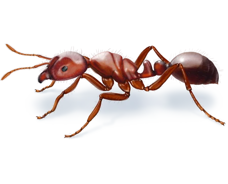 Red Imported Fire Ant