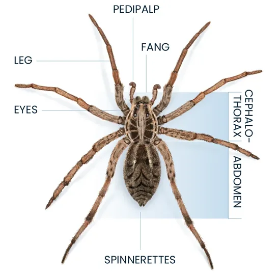 Spider Anatomy Diagram