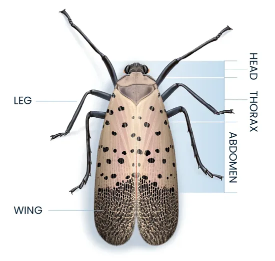 Spotted Lanternfly Anatomy Diagram