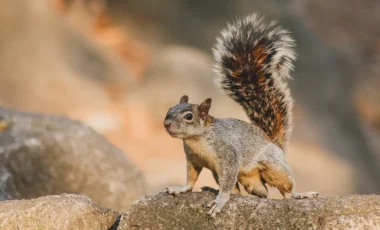 Squirrel standing on a rock