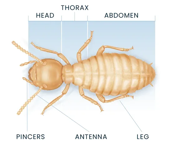 Termite Anatomy Diagram