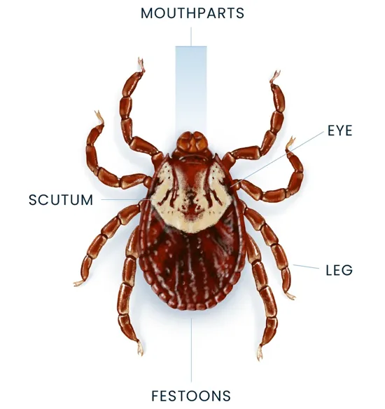 Tick Anatomy Diagram