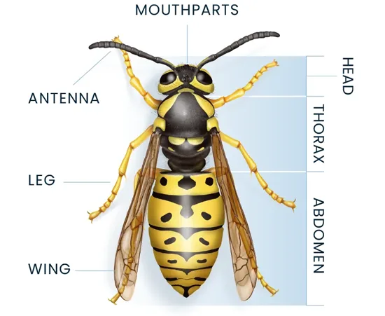 Yellowjacket Anatomy Diagram
